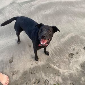 Meet your Posher, Samuel